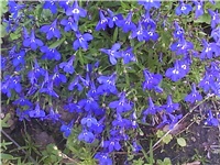3e2650db-Picture 011.jpg